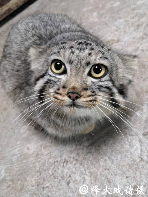 西宁野生动物园人工繁育雄性兔狲“狲三郎”死亡,系“狲思邈”之子 西宁野生动物园人工繁育雄性兔狲“狲三郎”死亡,系“狲思邈”之子