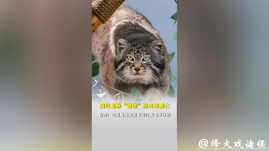 西宁野生动物园人工繁育雄性兔狲“狲三郎”死亡,系“狲思邈”之子 西宁野生动物园人工繁育雄性兔狲“狲三郎”死亡,系“狲思邈”之子