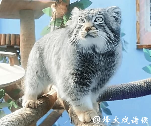 西宁野生动物园人工繁育雄性兔狲“狲三郎”死亡,系“狲思邈”之子 西宁野生动物园人工繁育雄性兔狲“狲三郎”死亡,系“狲思邈”之子